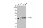 HMGB1 Antibody in Western Blot (WB)