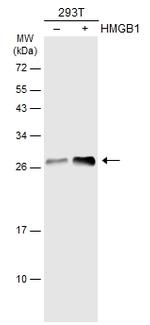 HMGB1 Antibody in Western Blot (WB)