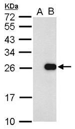 Influenza A M1 Antibody in Western Blot (WB)