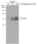 LC3B Antibody in Western Blot (WB)