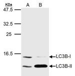 LC3B Antibody in Western Blot (WB)