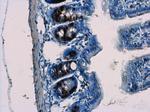 BrdU Antibody in Immunohistochemistry (Paraffin) (IHC (P))