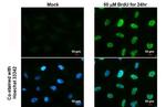 BrdU Antibody in Immunocytochemistry (ICC/IF)