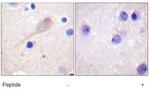 Parkin Antibody in Immunohistochemistry (Paraffin) (IHC (P))