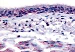 AHR Antibody in Immunohistochemistry (Paraffin) (IHC (P))