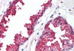 BACE1 Antibody in Immunohistochemistry (Paraffin) (IHC (P))