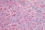 Caveolin 1 Antibody in Immunohistochemistry (Paraffin) (IHC (P))