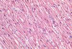 Caveolin 1 Antibody in Immunohistochemistry (Paraffin) (IHC (P))