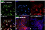 DKK1 Antibody in Immunocytochemistry (ICC/IF)