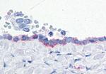 CD203c Antibody in Immunohistochemistry (Paraffin) (IHC (P))