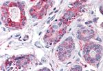 ENTPD2 Antibody in Immunohistochemistry (Paraffin) (IHC (P))