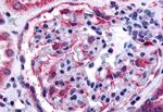 EphA4 Antibody in Immunohistochemistry (Paraffin) (IHC (P))