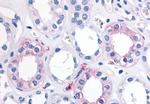 EPHX2 Antibody in Immunohistochemistry (Paraffin) (IHC (P))