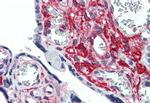 GLG1 Antibody in Immunohistochemistry (Paraffin) (IHC (P))