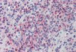 GLG1 Antibody in Immunohistochemistry (Paraffin) (IHC (P))