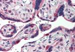 GLG1 Antibody in Immunohistochemistry (Paraffin) (IHC (P))