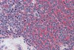 GLG1 Antibody in Immunohistochemistry (Paraffin) (IHC (P))