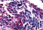 GPR101 Antibody in Immunohistochemistry (Paraffin) (IHC (P))