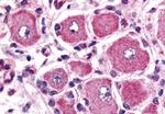 GPR149 Antibody in Immunohistochemistry (Paraffin) (IHC (P))