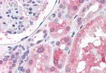 IGSF8 Antibody in Immunohistochemistry (Paraffin) (IHC (P))