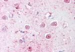 LINGO1 Antibody in Immunohistochemistry (Paraffin) (IHC (P))