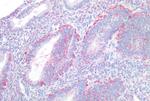 LPAR4 Antibody in Immunohistochemistry (Paraffin) (IHC (P))