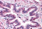 MFI2 Antibody in Immunohistochemistry (Paraffin) (IHC (P))