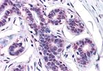 MFI2 Antibody in Immunohistochemistry (Paraffin) (IHC (P))