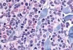 NANP Antibody in Immunohistochemistry (Paraffin) (IHC (P))