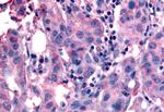 NANP Antibody in Immunohistochemistry (Paraffin) (IHC (P))