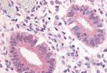 PDE3A Antibody in Immunohistochemistry (Paraffin) (IHC (P))