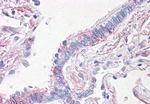 Prominin 2 Antibody in Immunohistochemistry (Paraffin) (IHC (P))