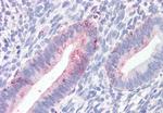 Prominin 2 Antibody in Immunohistochemistry (Paraffin) (IHC (P))