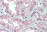 SLC11A2 Antibody in Immunohistochemistry (Paraffin) (IHC (P))