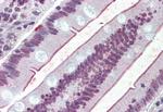 SGLT1 Antibody in Immunohistochemistry (Paraffin) (IHC (P))