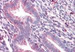 STEAP2 Antibody in Immunohistochemistry (Paraffin) (IHC (P))