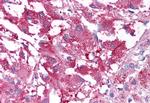 USP20 Antibody in Immunohistochemistry (Paraffin) (IHC (P))