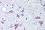 WNT8B Antibody in Immunohistochemistry (Paraffin) (IHC (P))