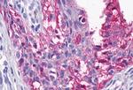 HTR4 Antibody in Immunohistochemistry (Paraffin) (IHC (P))