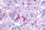 beta-3 Adrenergic Receptor Antibody in Immunohistochemistry (Paraffin) (IHC (P))