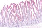 beta-3 Adrenergic Receptor Antibody in Immunohistochemistry (Paraffin) (IHC (P))