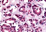 AVPR1B Antibody in Immunohistochemistry (Paraffin) (IHC (P))