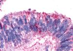 AVPR2 Antibody in Immunohistochemistry (Paraffin) (IHC (P))