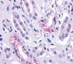 AVPR2 Antibody in Immunohistochemistry (Paraffin) (IHC (P))