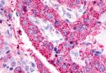 BAI3 Antibody in Immunohistochemistry (Paraffin) (IHC (P))