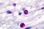 C3a Receptor Antibody in Immunohistochemistry (Paraffin) (IHC (P))