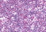 CCR9 Antibody in Immunohistochemistry (Paraffin) (IHC (P))