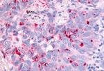 Cdc7 Antibody in Immunohistochemistry (Paraffin) (IHC (P))