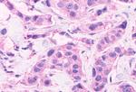 CELSR2 Antibody in Immunohistochemistry (Paraffin) (IHC (P))