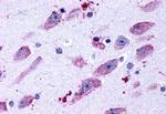 D4 Dopamine Receptor Antibody in Immunohistochemistry (Paraffin) (IHC (P))